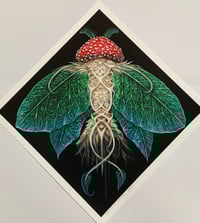 Image 1 of AMANITA LEPIDOPTERA 12x12 print