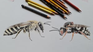 Colletes Epeolus Tasse