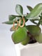 Image of Hammered Oval Earrings