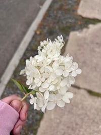 Image 5 of Pressed White Hydrangeas on Capiz Shells