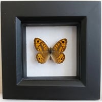 Framed Mini - Wall Brown Butterfly