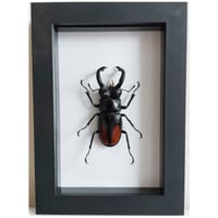Framed - Fighting Giant Stag Beetle