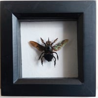 Framed - Tropical Carpenter Bee (male)