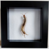 Framed - Centipede