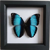 Framed - Banded Blue Morpho Butterfly I