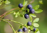 Image 2 of BILBERRY LEAF