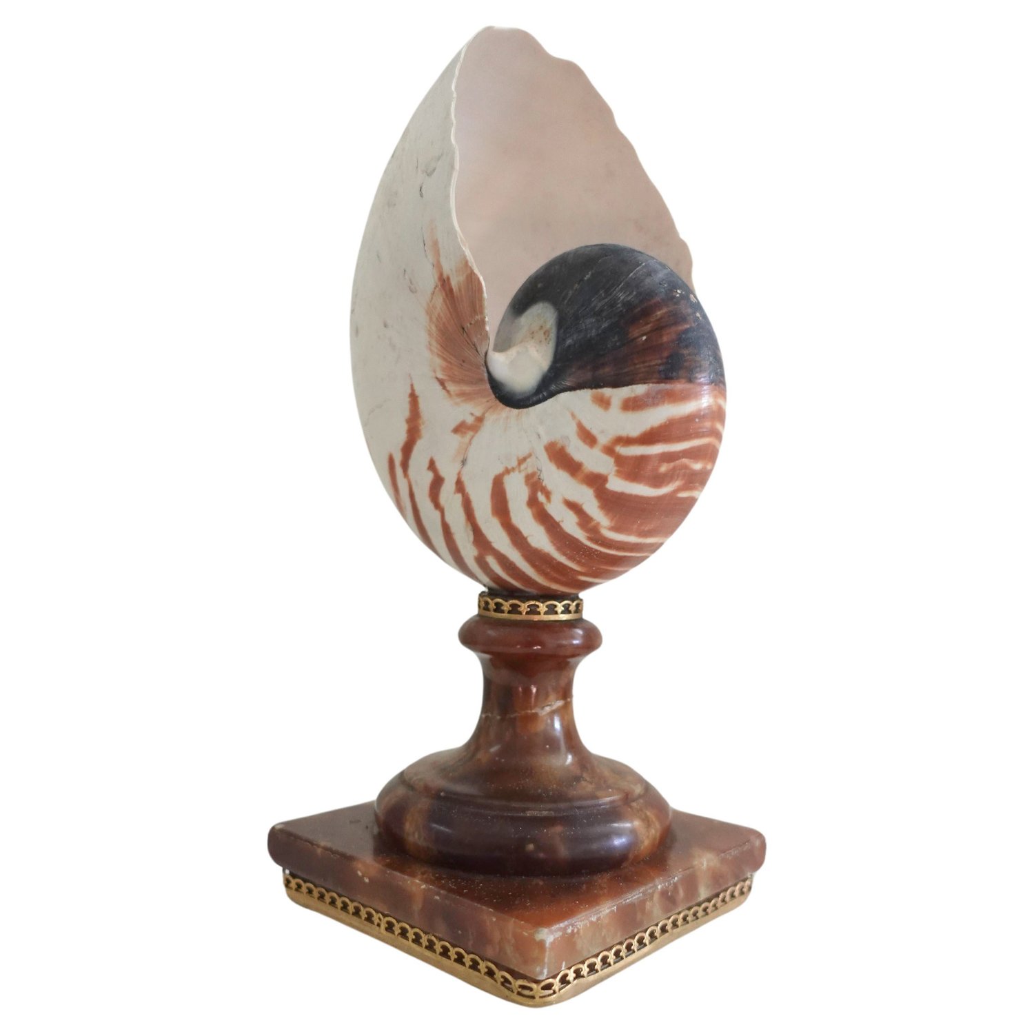A Fully Chambered Nautilus Shell mounted to a vintage Sicilian Alabaster  Base