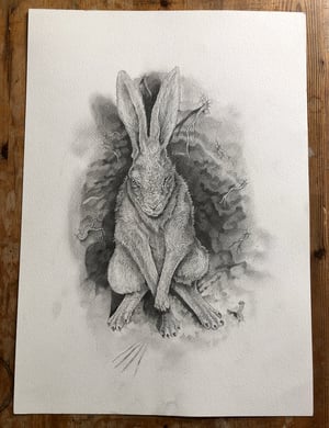 Image of 'Woundwort' Illustration