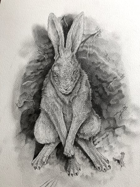 Image of 'Woundwort' Illustration