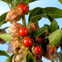 Image 2 of Ashwagandha and Burdock root Tea