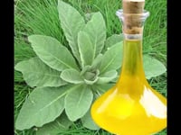 Image 1 of Mullein Leaf Oil