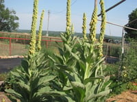 Image 3 of Mullein Leaf Oil