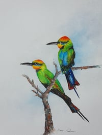 Rainbow BeeEaters