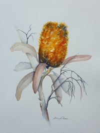 Banksia