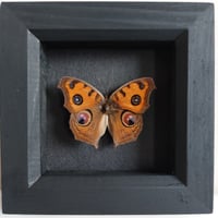 Framed - Peacock Pansy Butterfly