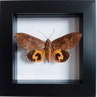 Framed - Fruit-Piercing Moth