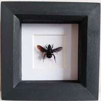 Framed - Violet Carpenter Bee