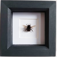 Framed - Whitetail Bumblebee