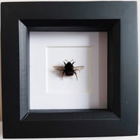 Framed - Red-Tailed Bumblebee