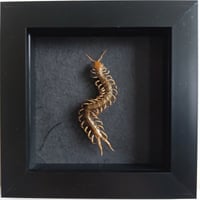 Framed - Centipede II