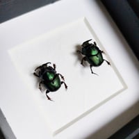 Image 2 of Framed - Mouhoti Antler Dung Beetle Pair
