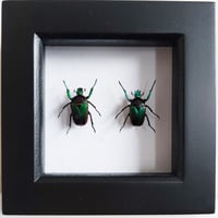 Image 1 of Framed - Polychrous Flower Beetle Pair