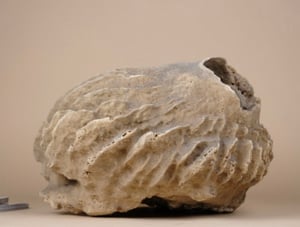 Image of Giant Barrel Sponge