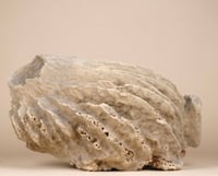 Image 2 of Giant Barrel Sponge