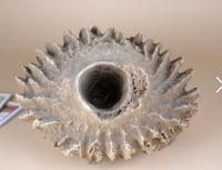 Image 3 of Giant Barrel Sponge