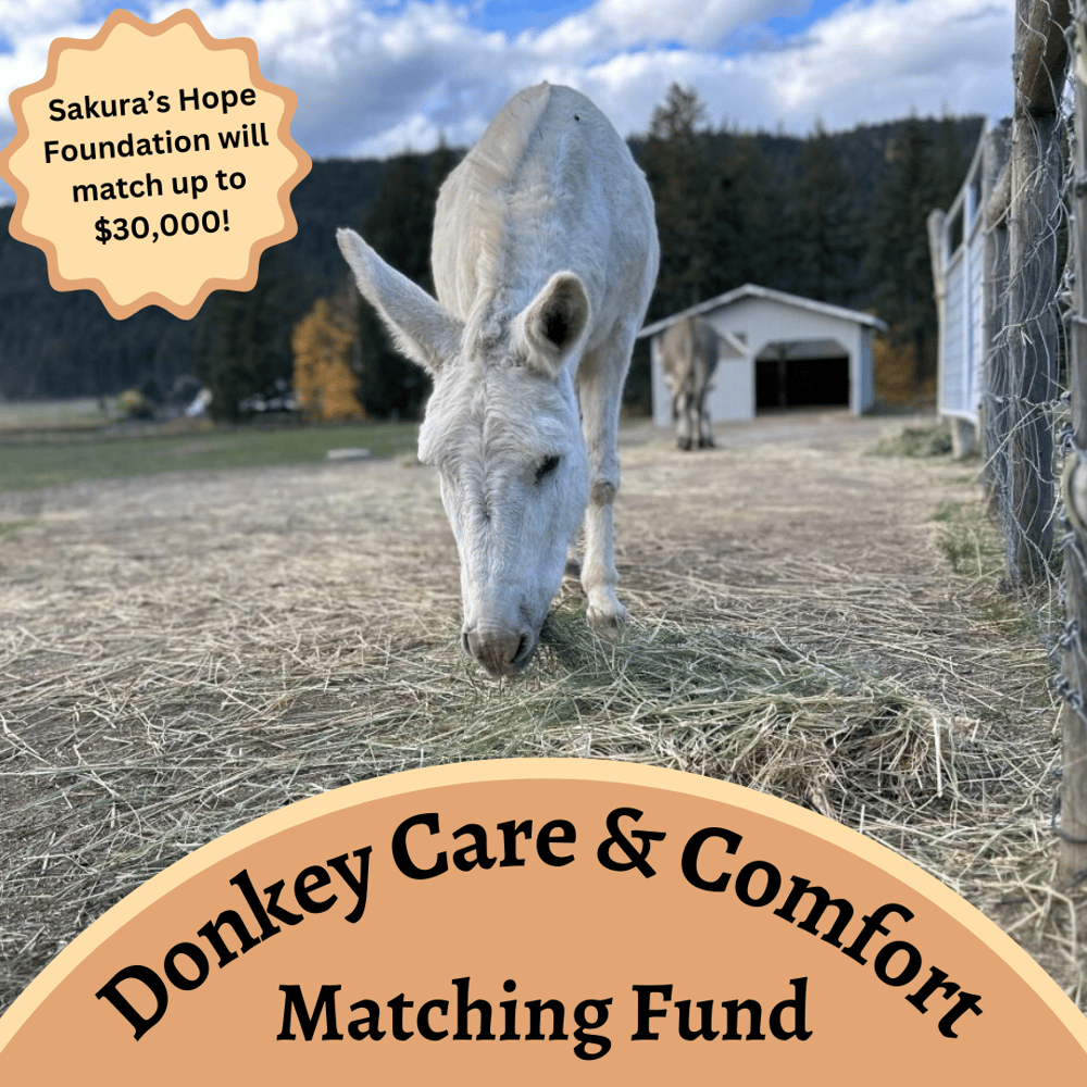 Image of Donkey Care & Comfort - Matching Fund