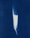 "Cyanotype Printing" Workshop with James O'Connell of High Desert Alchemy ~ CLOSED