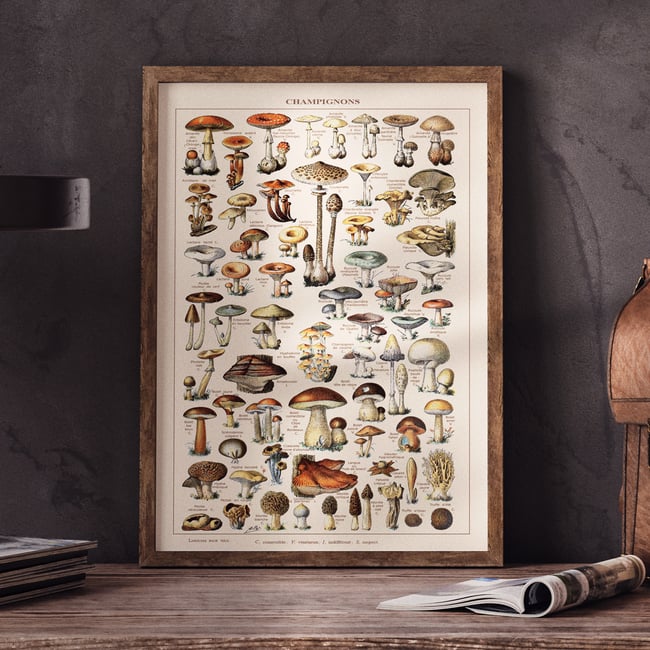 Mushrooms | Adolphe Millot | Retro Botanical Print | Vintage Poster | Wall art Print