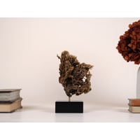 Image 1 of Sponge Species