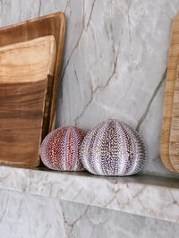 Image 3 of Sea Urchin