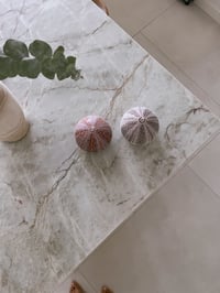 Image 1 of Sea Urchin