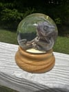 Veiled Chameleon Wet Specimen Globe