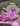 Pink Pearl Mermaid (Discounted)