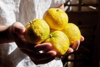 Image 3 of Yuzu Daikon - Limited Edition 10/2024