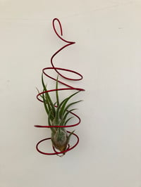 Tillandsia pruinosa