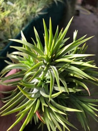 Image 3 of Tillandsia ionantha clump large