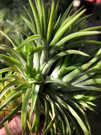 Image 4 of Tillandsia ionantha clump large