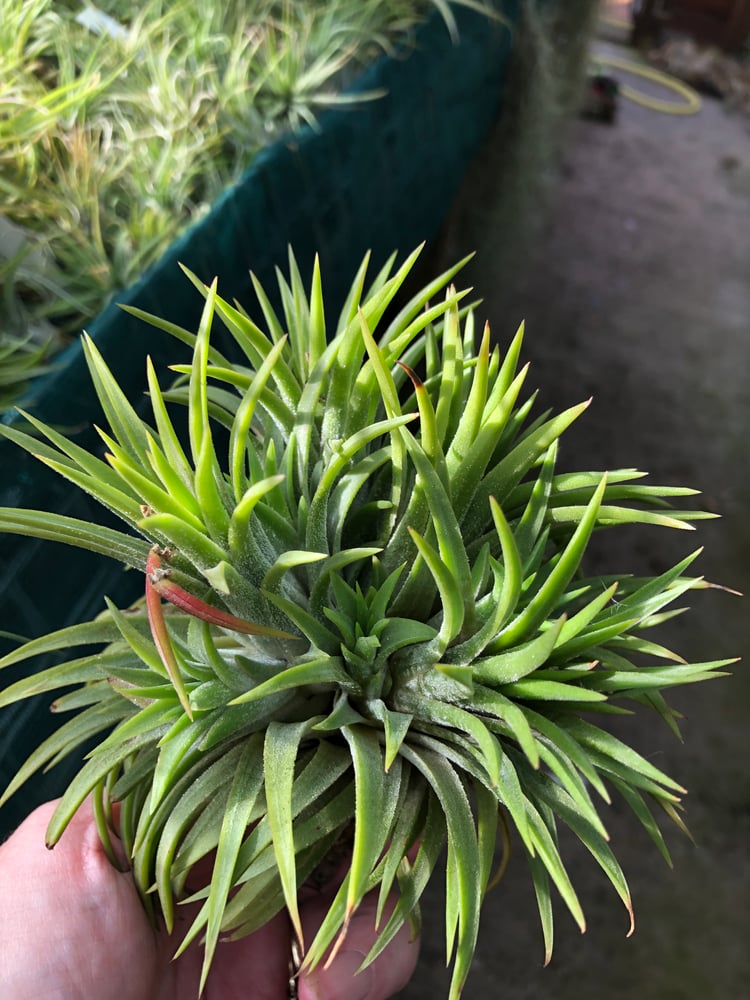 Image of Tillandsia ionantha clump large