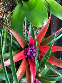 Image 1 of Aechmea recurvata