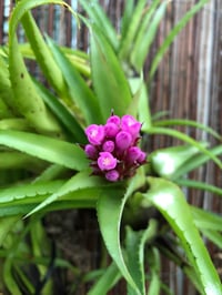 Image 3 of Aechmea recurvata