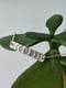 Image of Phase of The Moon Necklace