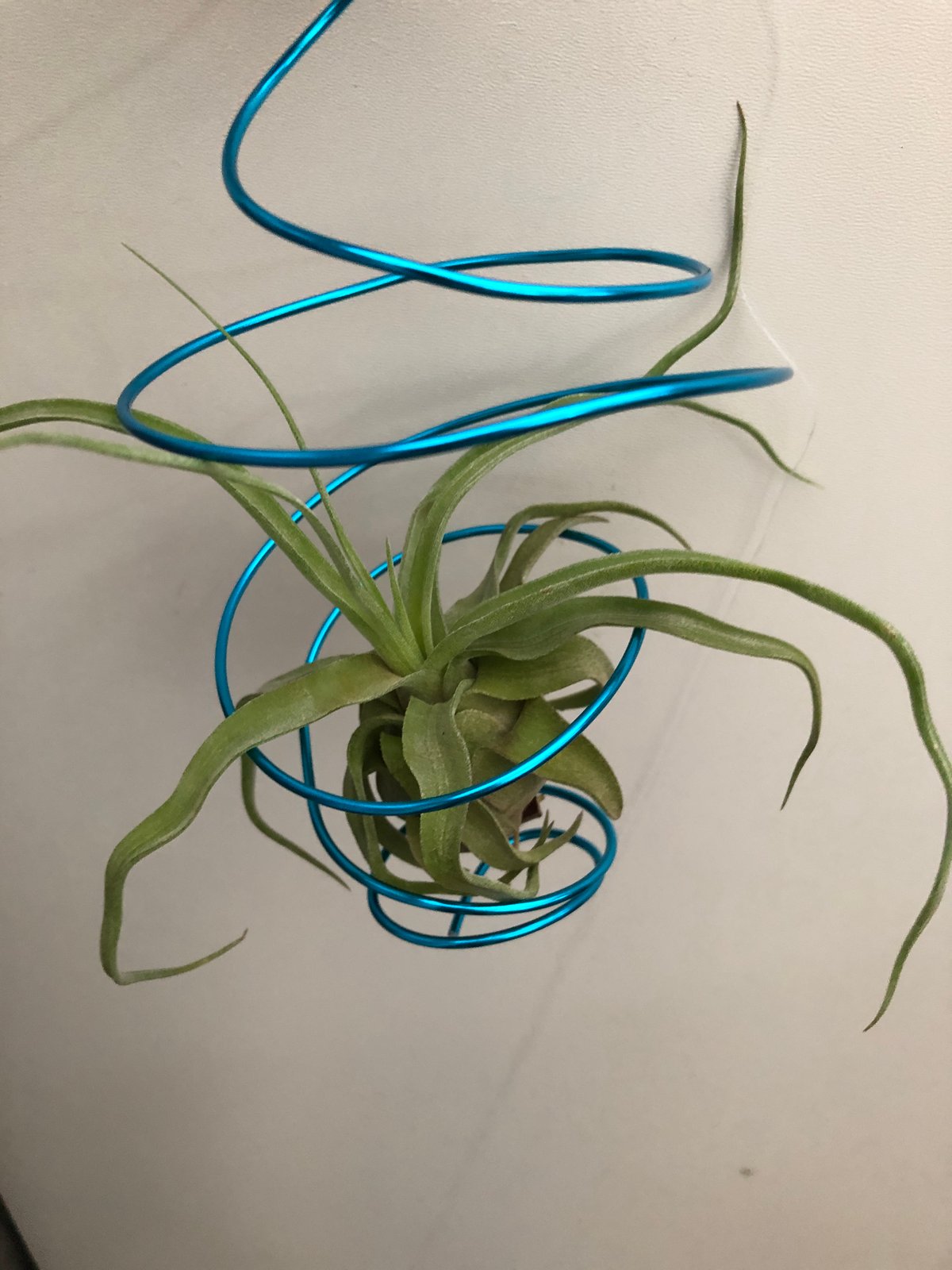 Image of Tillandsia streptophylla