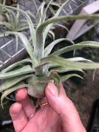 Image 2 of Tillandsia streptophylla