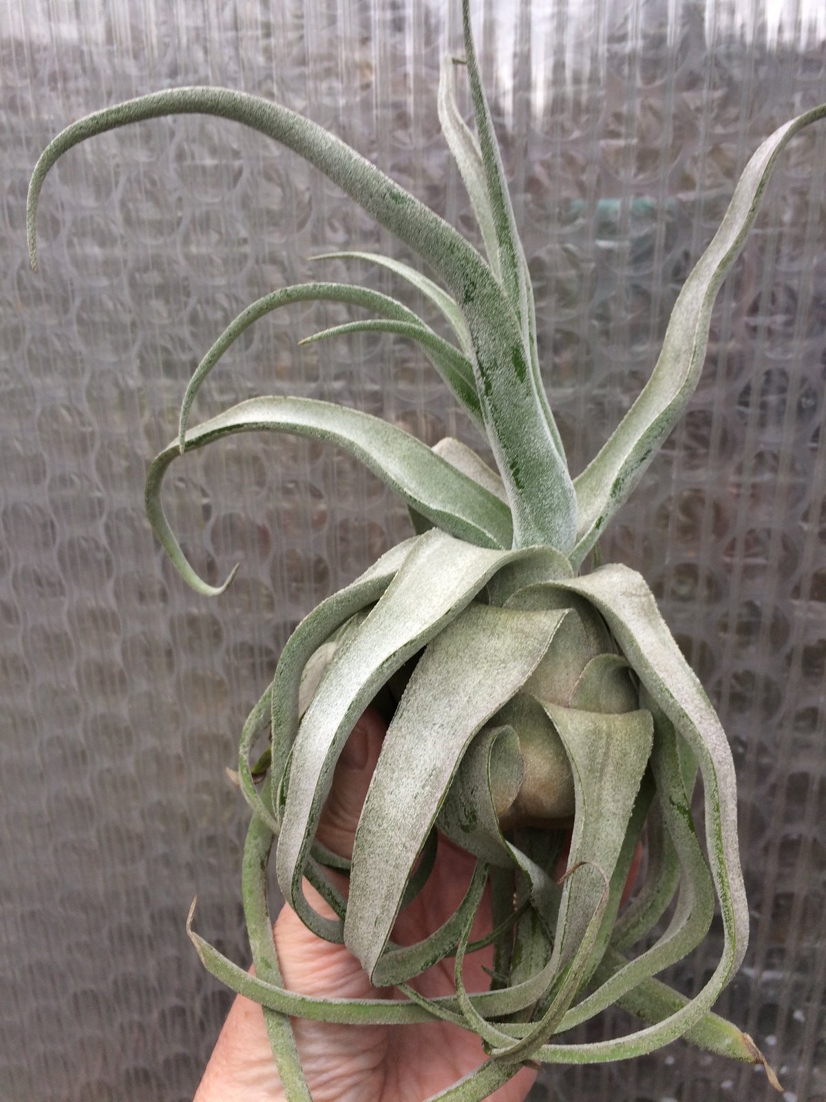 Image of Tillandsia streptophylla