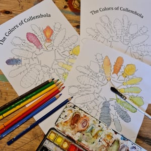 Collembola coloring page - digital file