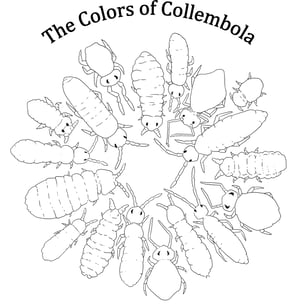 Collembola coloring page - digital file